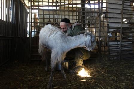 The Rabbi from Hezbollah