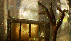 חנות המזכרות