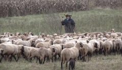 הרועה קרדיט שלום רופאייזן