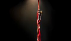 מעוף הציפור